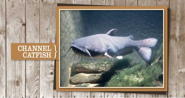 Channel Catfish